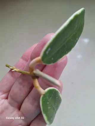 Hoya acuta albomarginata