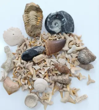 Collezione Fossili Naturali