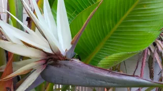 Strilitzia Augusta (Ave del Paraíso)