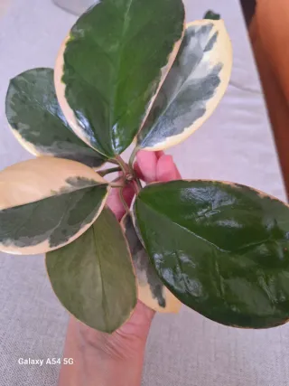 Hoya Australis Blondie