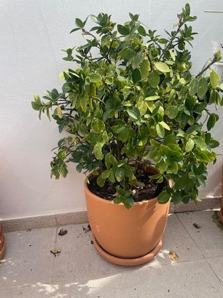Planta Pittosporum de exterior