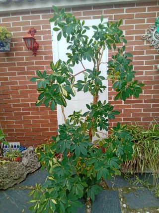 Planta de interior o exterior Schefflera variegada