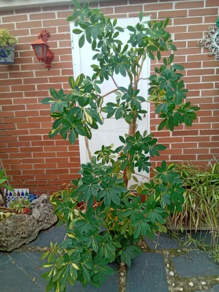 Planta de interior o exterior Schefflera variegada