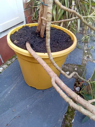 Planta de interior o exterior Schefflera variegada