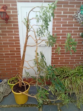 Planta de interior o exterior Schefflera variegada