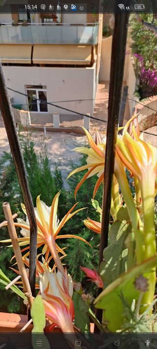 Cactus Dama de Noche y Lavanda