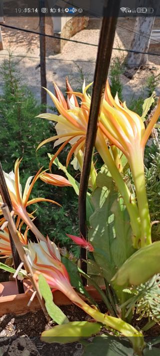 Cactus Dama de Noche y Lavanda