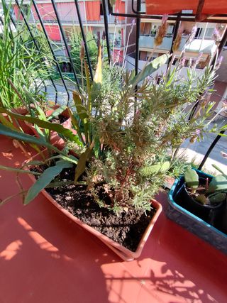 Cactus Dama de Noche y Lavanda