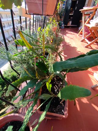 Cactus Dama de Noche y Lavanda