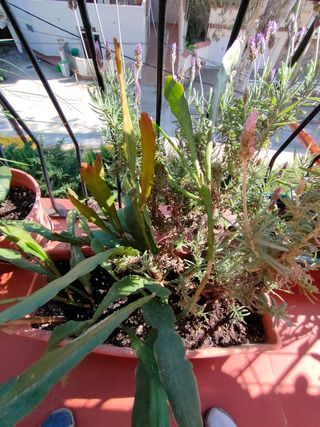 Cactus Dama de Noche y Lavanda