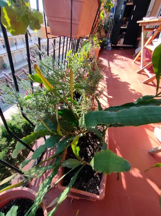 Cactus Dama de Noche y Lavanda