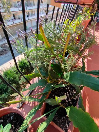 Cactus Dama de Noche y Lavanda