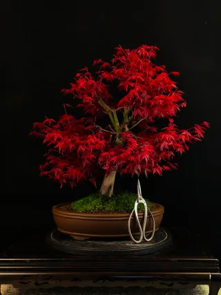 Bonsái de Arce Rojo