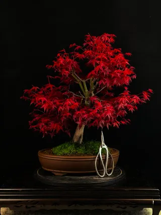 Bonsái de Arce Rojo