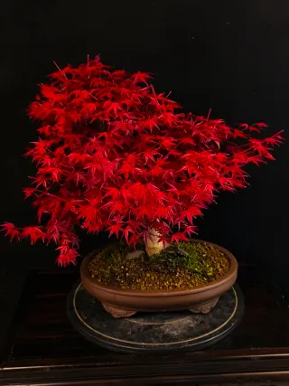 Bonsái de Arce Rojo