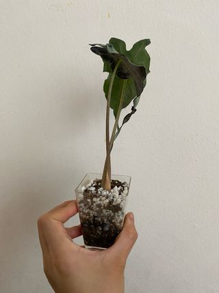 Alocasia Venom n.2