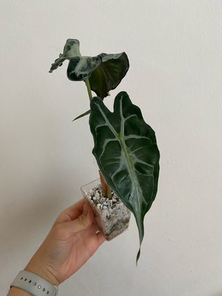 Alocasia Venom n.3