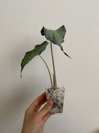 Alocasia Venom n.3