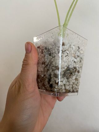 Alocasia Frydek Variegata n.1