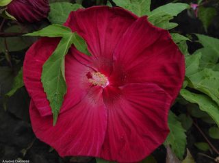 semi Hibiscus moscheutos XXL Rosso misto