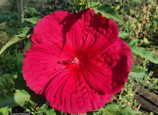 semi Hibiscus moscheutos XXL Rosso misto