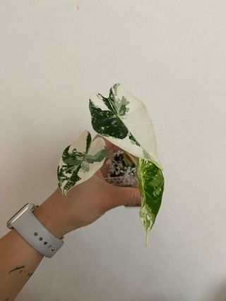 Alocasia Frydek Variegata n.3