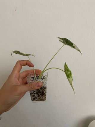 Alocasia Frydek Variegata n.3