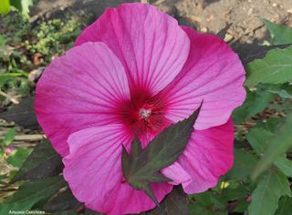 semi Hibiscus moscheutos XXL Rosa & Lilla