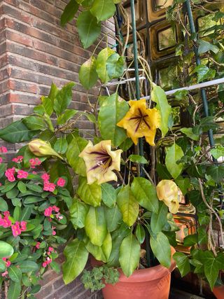 Solandra Máxima Copa de Oro