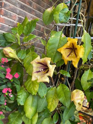 Solandra Máxima Copa de Oro