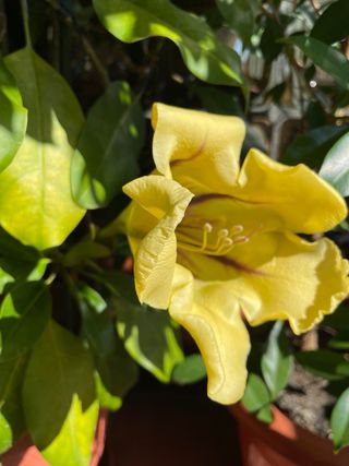 Solandra Máxima Copa de Oro
