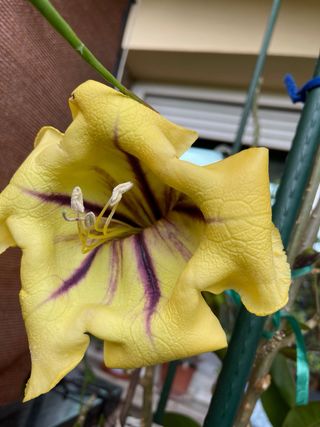 Solandra Máxima Copa de Oro