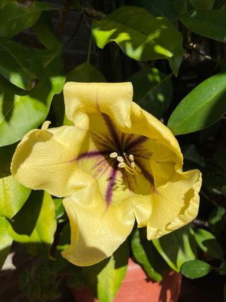 Solandra Máxima Copa de Oro