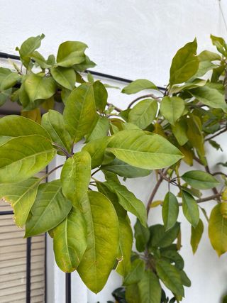 Solandra Máxima Copa de Oro