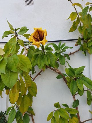 Solandra Máxima Copa de Oro