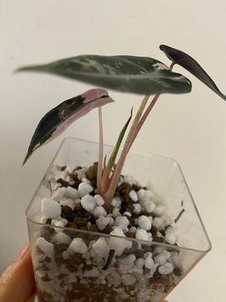 Alocasia Bambino Pink Variegata n.1