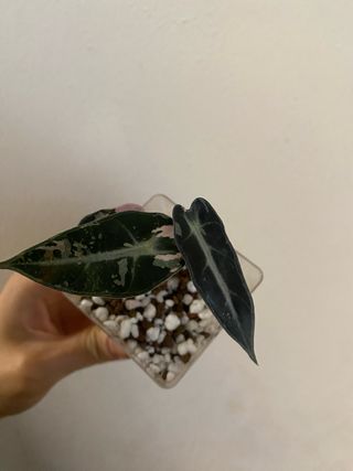 Alocasia Bambino Pink Variegata n.1