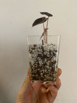 Alocasia Bambino Pink Variegata n.1