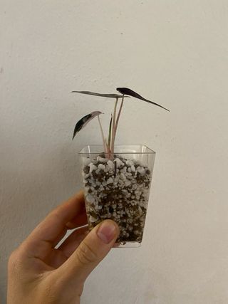 Alocasia Bambino Pink Variegata n.1