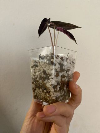 Alocasia Bambino Pink Variegata n.1