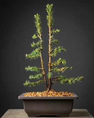 Bonsái Pícea Glauca