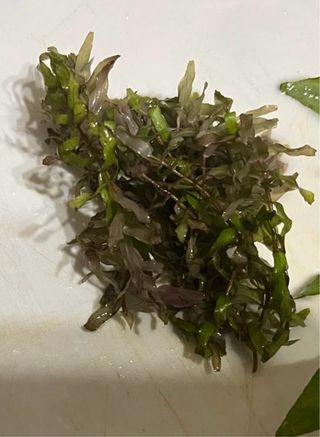 Rotala Macrandra Tipo 4