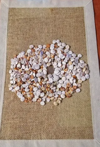 OFERTA : 500 Ojos de Santa Lucía. Opérculos. Shiva