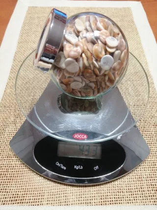 OFERTA : 500 Ojos de Santa Lucía. Opérculos. Shiva