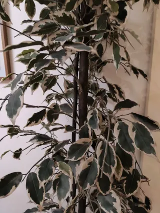 Planta Ficus Artificial Decorativa