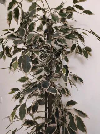 Planta Ficus Artificial Decorativa