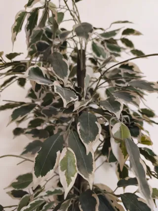 Planta Ficus Artificial Decorativa