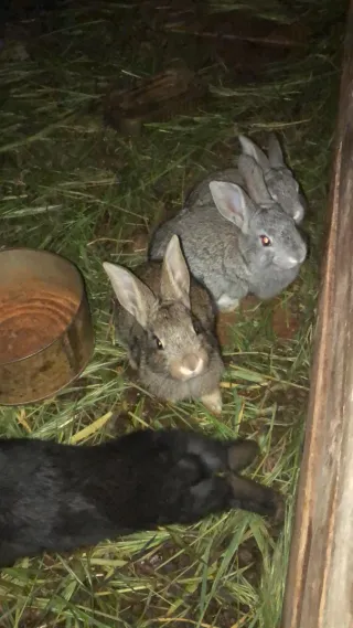 Heno fresco para conejos