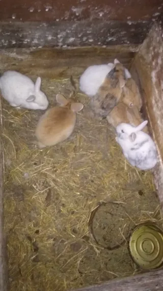 Heno fresco para conejos