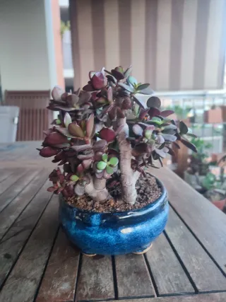 Árbol de Jade Bonsái